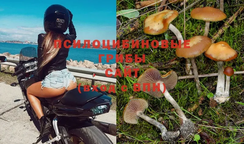 Псилоцибиновые грибы MAGIC MUSHROOMS  Новосибирск 